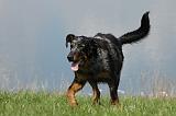 BEAUCERON 623